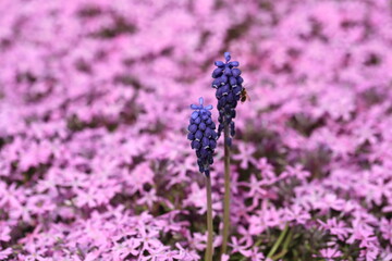 ムスカリと芝桜の花畑