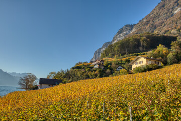 Countryside autumn landscape with vineyards in Swiss Alps. Vineyards after harvest in Quinten village at the lake Walensee. Switzerland, Europe