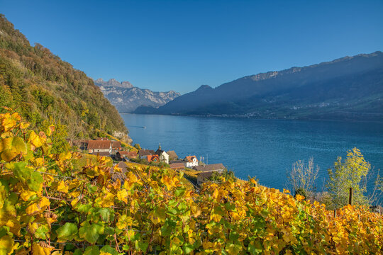 Countryside autumn landscape with vineyards in Swiss Alps. Vineyards after harvest in Quinten village at the lake Walensee. Switzerland, Europe