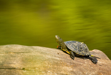 Turtle on a log on the lake.