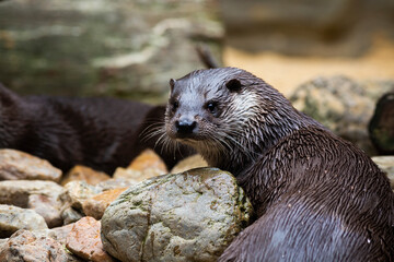 Otter