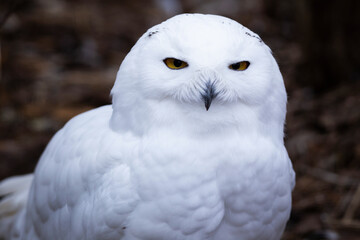 white owl