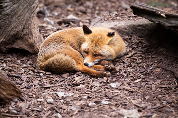red fox