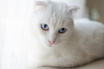 Scottish fold white kitten with blue eyes