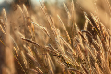 Grass flowers in blooming with light of the evening sun.