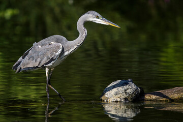Graureiher (Ardea cinerea)