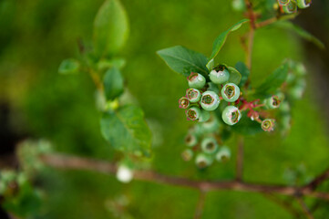 green blueberry
