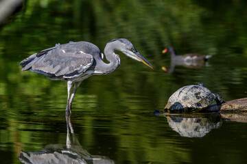 Graureiher (Ardea cinerea)