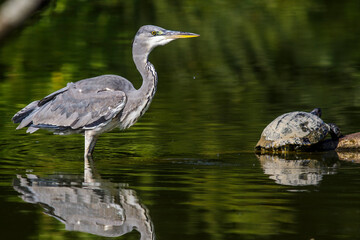 Fototapeta premium Graureiher (Ardea cinerea)