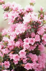 Dodd Azalea "Amy" floral bouquet of spring flowers