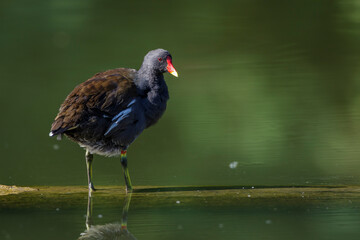 Teichhuhn (Gallinula chloropus)