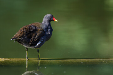 Teichhuhn (Gallinula chloropus)