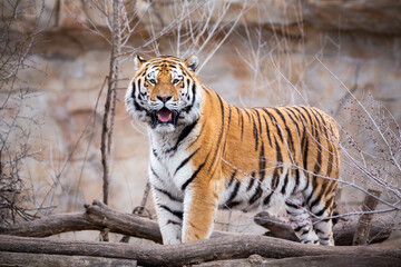 Fototapeta na wymiar tiger in nature wildlife
