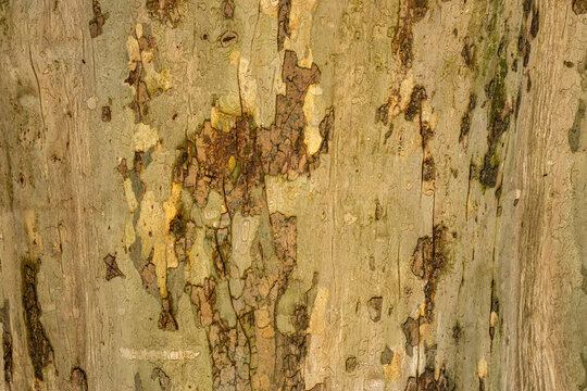 old wooden background made of bark of sycamore tree