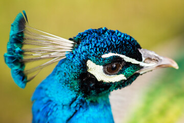blue feathers on peacocks head
