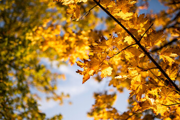 yellow autumn leafes on a trees