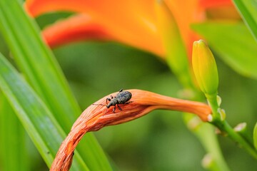 Little brown beetle on an orange flower