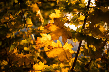 yellow autumn leafes on a trees