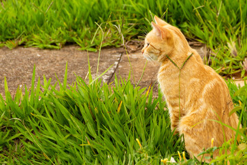 Gato amarelo sentado sobre o gramado e olhando para o lado. Gato abandonado. Gato de rua.