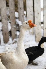 goose, bird, fowl, poultry, environment, 