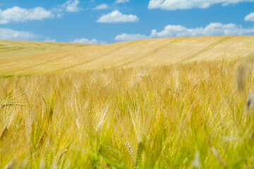 grain field in moravia