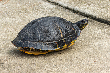 Florida red-bellied cooter