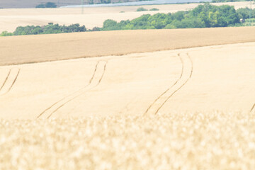 grain field in moravia