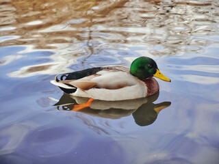 duck on the lake