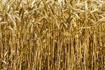 grain field in moravia