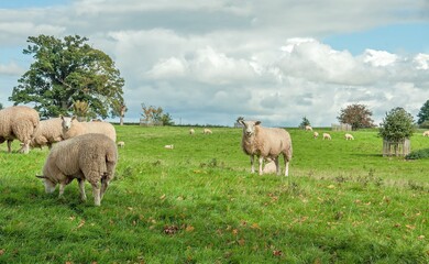 Sheep grazing in a springtime meadow.