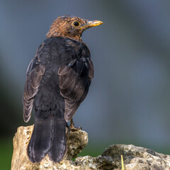 Amsel (Turdus merula) Männchen