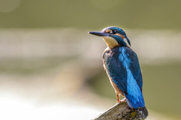 Eisvogel (Alcedo atthis)