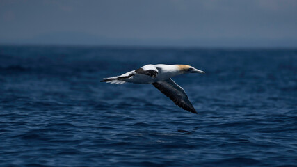 Fototapeta na wymiar Seagull flying
