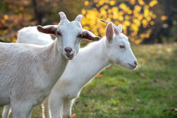 Goats going to pasture on the autumn trail