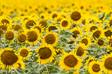 sunflower yellow detail field flower