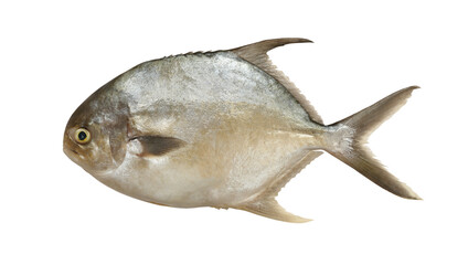 Pomfret fish isolated on white background.