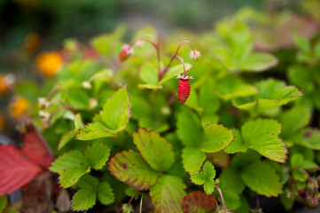 wild strawberry fruit season red