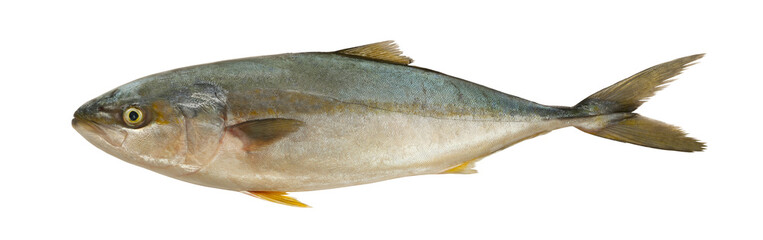 Amberjack fish or Banded Kingfish isolated on white.