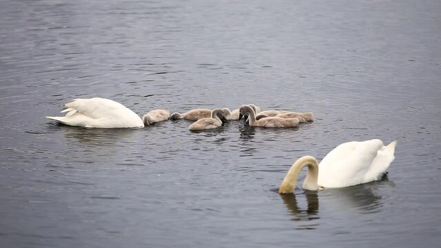 Swan family with little young chiks floating on water in a pond.