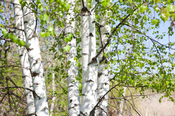 Young birch with black and white birch bark in spring in birch grove against background of green birch foliage.