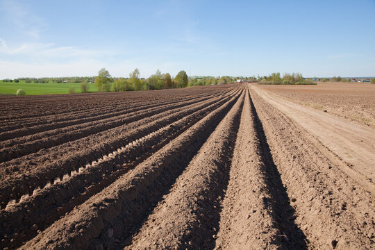 Furrows on a plowed field. Agricultural fields in Russia.