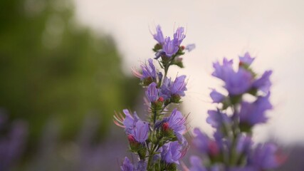 Cyanosis blue. Blue cyaunosis plant. Fields with cyanose.