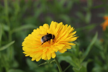 bee on flower in garden