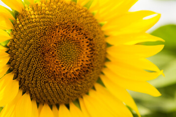 yellow sunflower  fields in summer