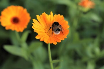 bee on orange flower