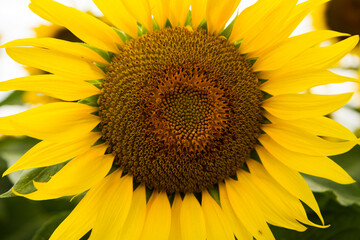 yellow sunflower  fields in summer