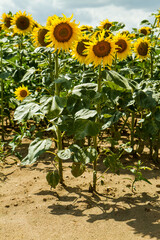 yellow sunflower  fields in summer