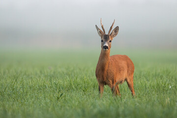 Roe deer, capreolus capreolus, standing on grassland in spring morning mist. Roebuck looking to the camera in green meadow in fog. Antlered mammal watching on field with copy space.