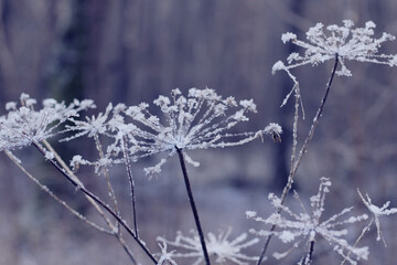 frozen plant in the forest
