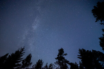 Naklejka premium Blue starry sky in the forest, Milky Way, at the edges of the treetops. Night shooting